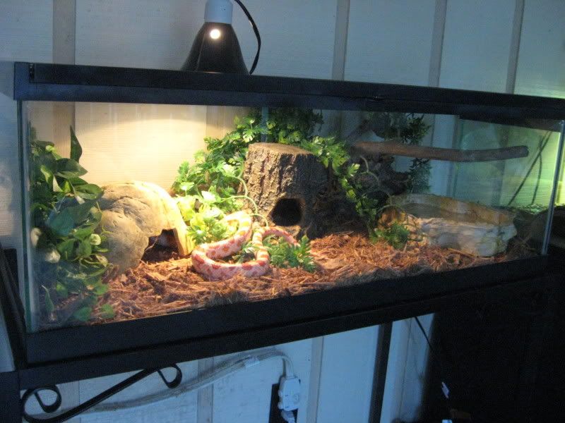Cornsnakecage2.jpg