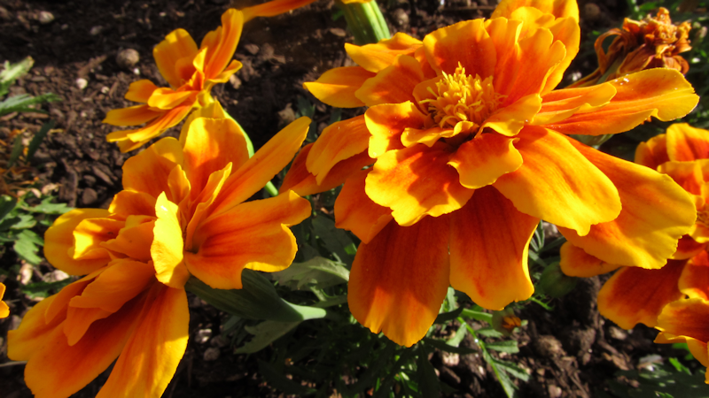 IMAGE: http://i127.photobucket.com/albums/p122/BrokenChainsX/POINTSHOOT.png