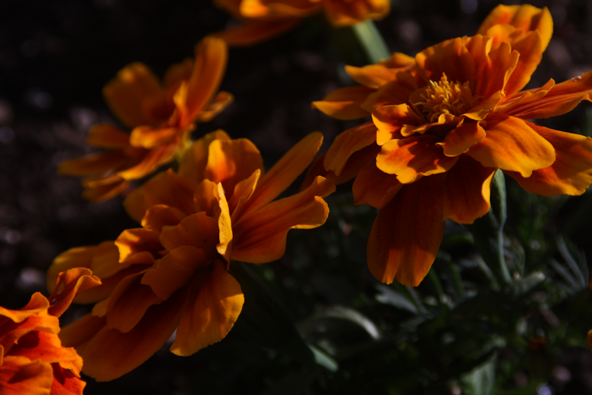 IMAGE: http://i127.photobucket.com/albums/p122/BrokenChainsX/SLRTest.png