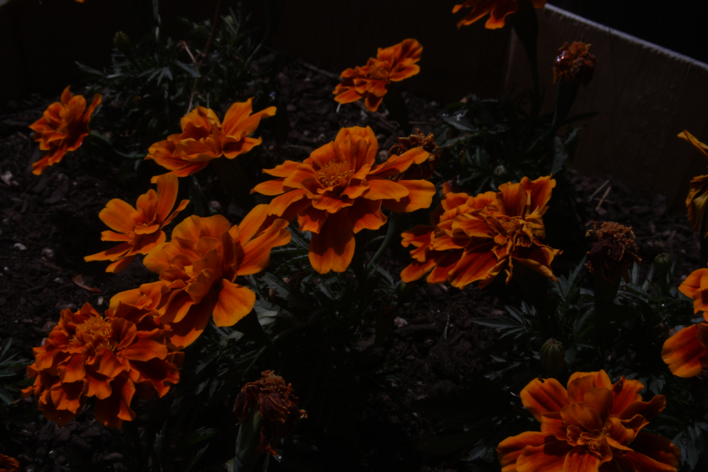 IMAGE: http://i127.photobucket.com/albums/p122/BrokenChainsX/Testf16iso100shutter100.png