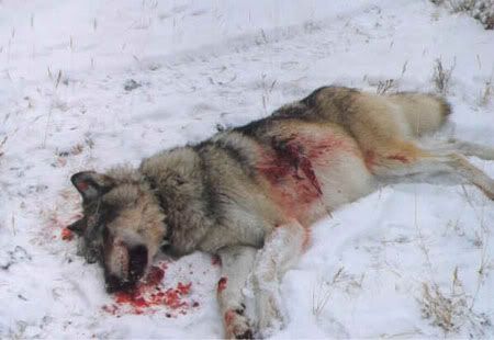 wolf_dead_insnow1.jpg