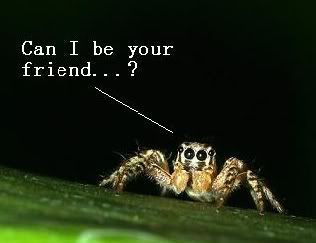 cutespider.jpg