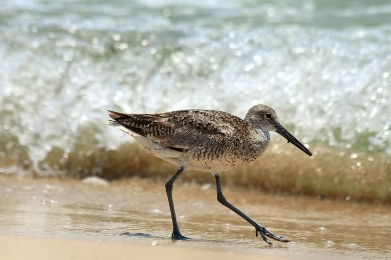 IMAGE: http://i127.photobucket.com/albums/p124/LoMax13/Willet.jpg