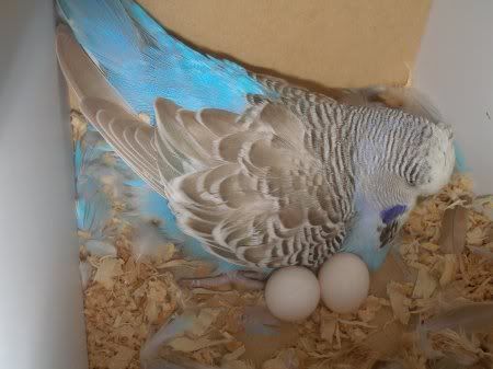 milly_with_eggs.jpg