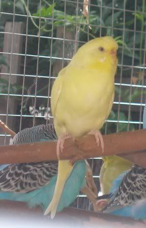 kaui1.jpg