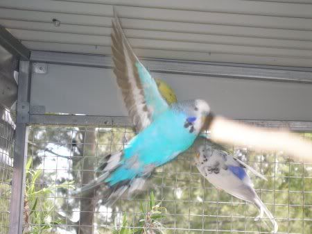 nibbler_flying.jpg
