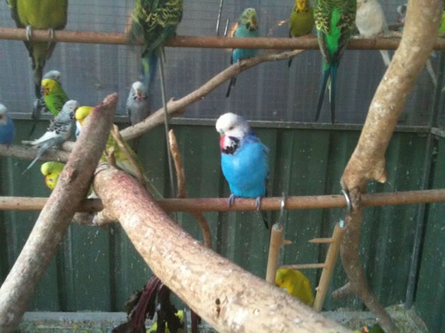 budgies023.jpg