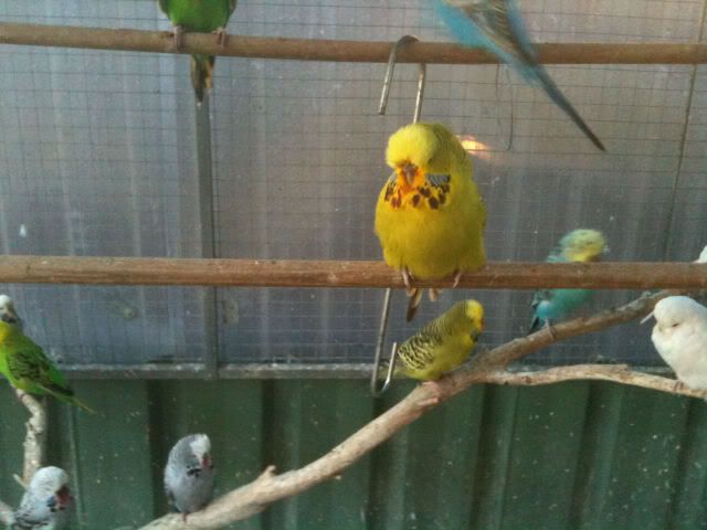 budgies024.jpg