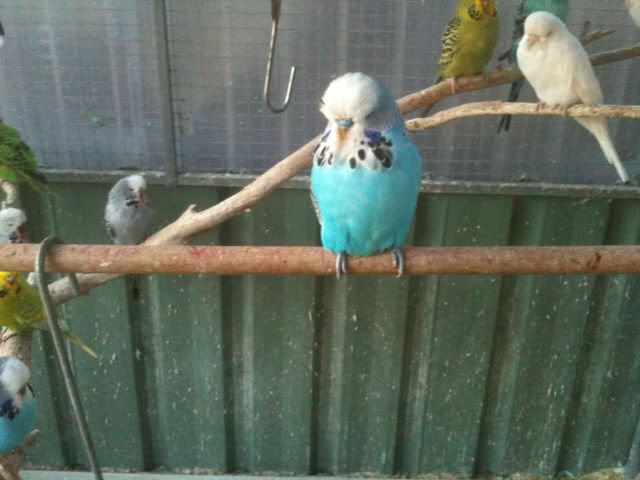 budgies025.jpg