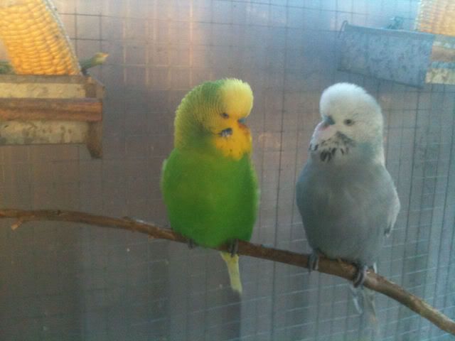 budgies027.jpg