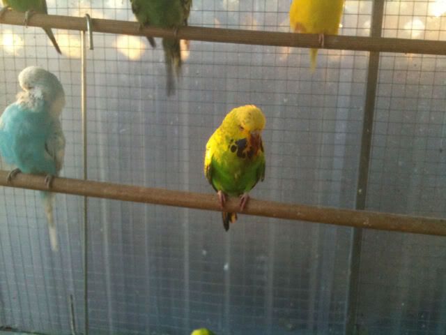 budgies029.jpg