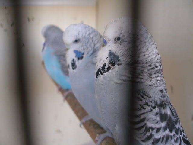 P1010004.jpg