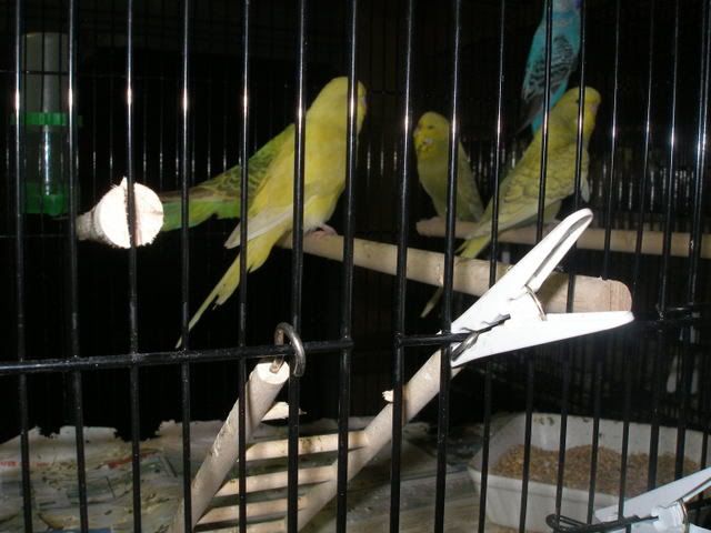 P1010006-1.jpg