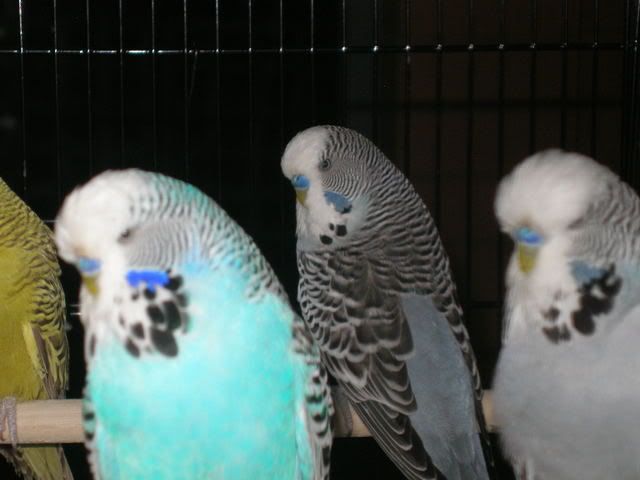 P1010009-1.jpg