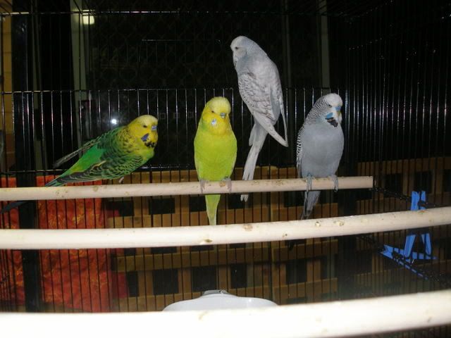 P1010011-1.jpg