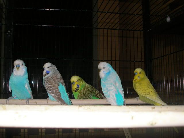 P1010013-1.jpg