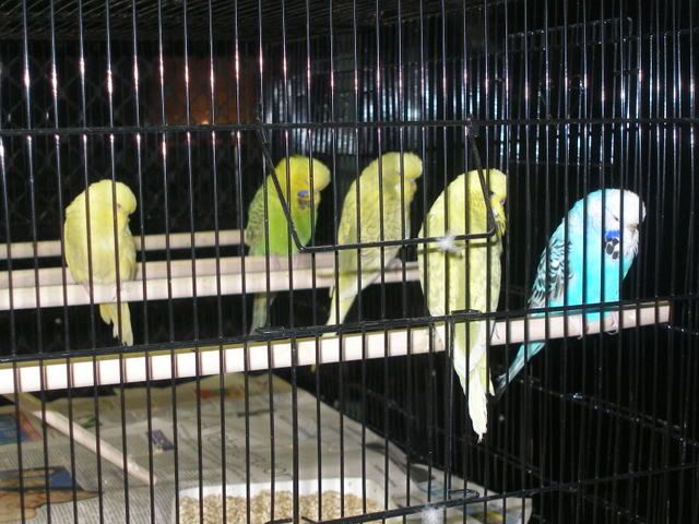 P1010039-1.jpg