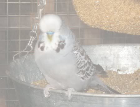 oscar_perching.jpg