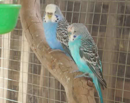 rough_moult.jpg