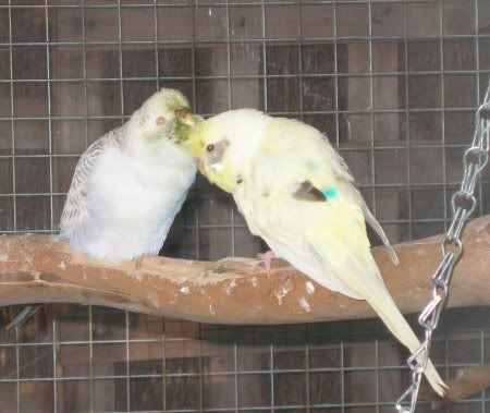 sebby_greenfaced_preens_cheese1.jpg