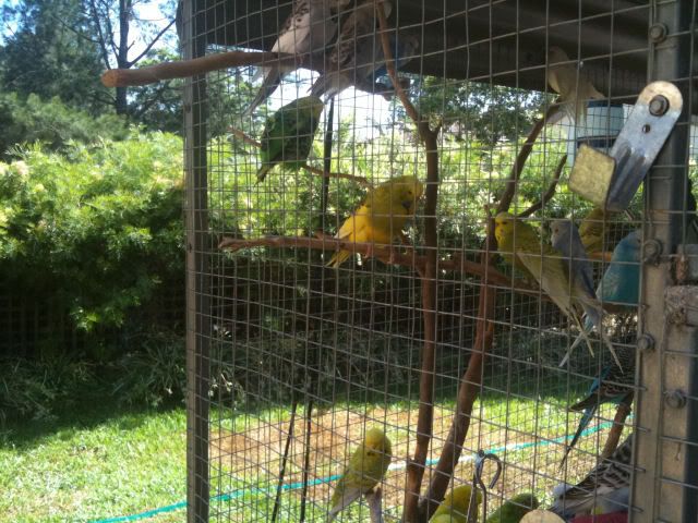 budgie003.jpg