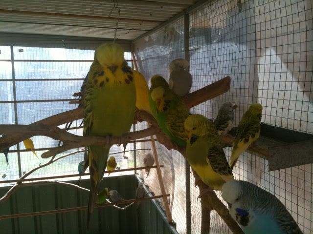 budgie006.jpg