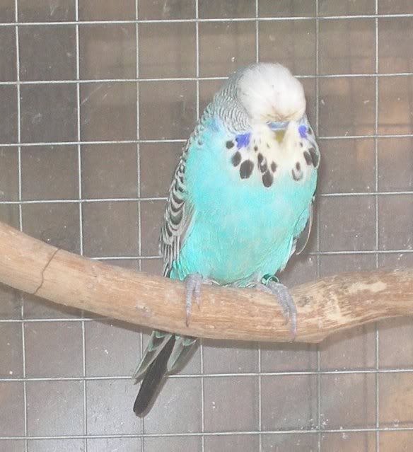 caesarmoult.jpg