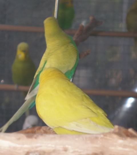 camera_shy_sherbert.jpg