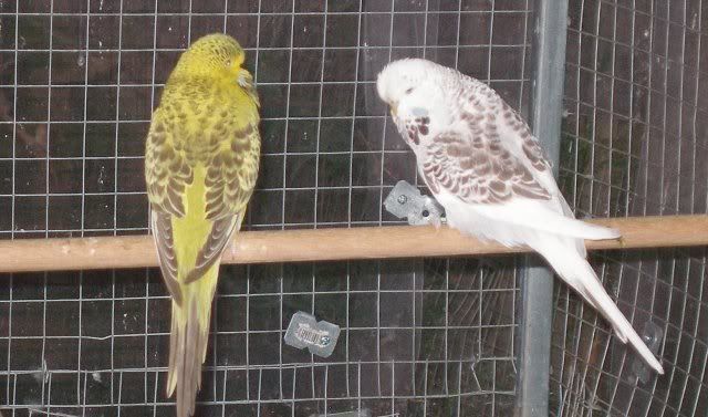 cec_flecked_kiwi.jpg