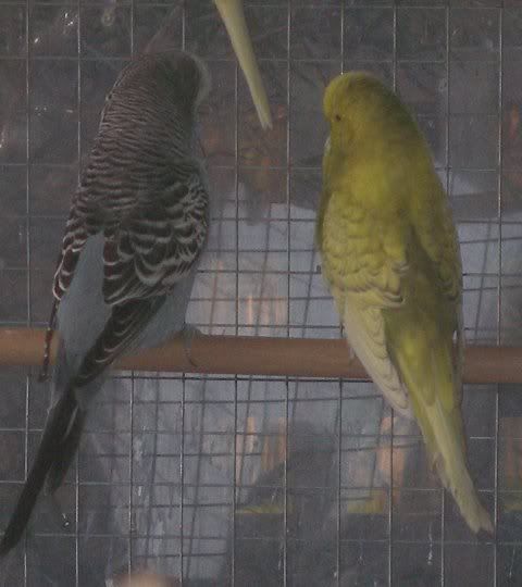 cec_hen_friend1.jpg