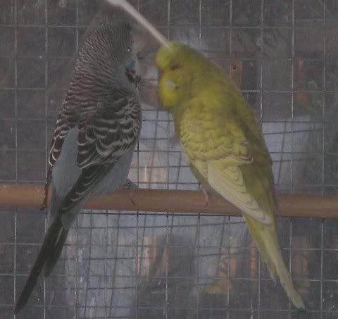 cec_hen_friend2.jpg