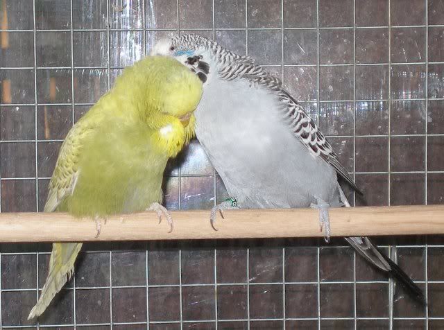 cec_hen_friend3.jpg