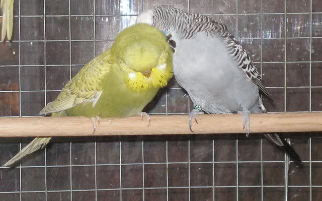 cec_hen_friend4.jpg