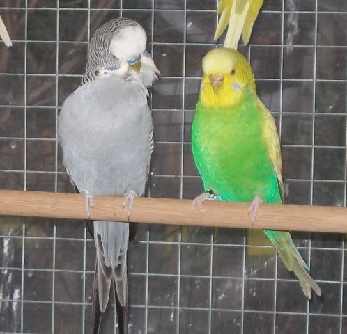 clearwingfriend.jpg