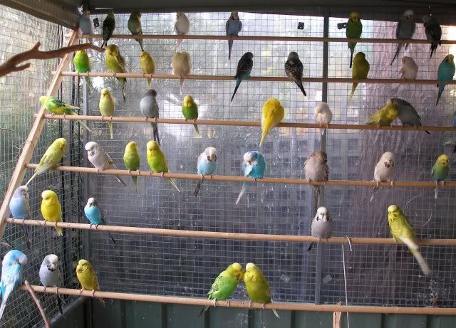 flock1.jpg