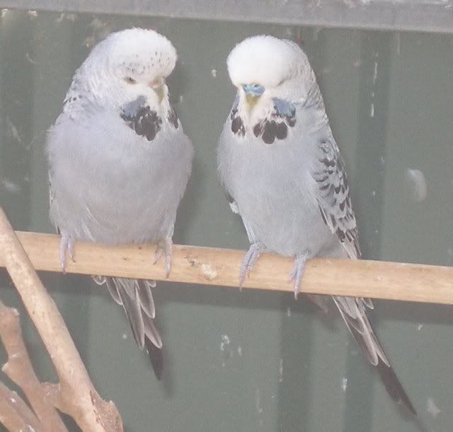 grey_pair.jpg