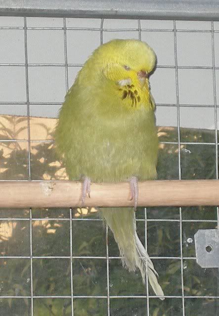 op_spangle_fran.jpg