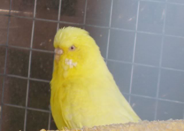 sunshinemoult.jpg