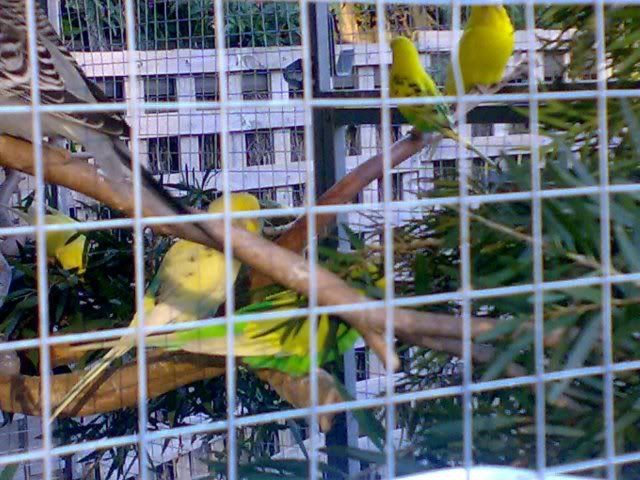 birds1.jpg