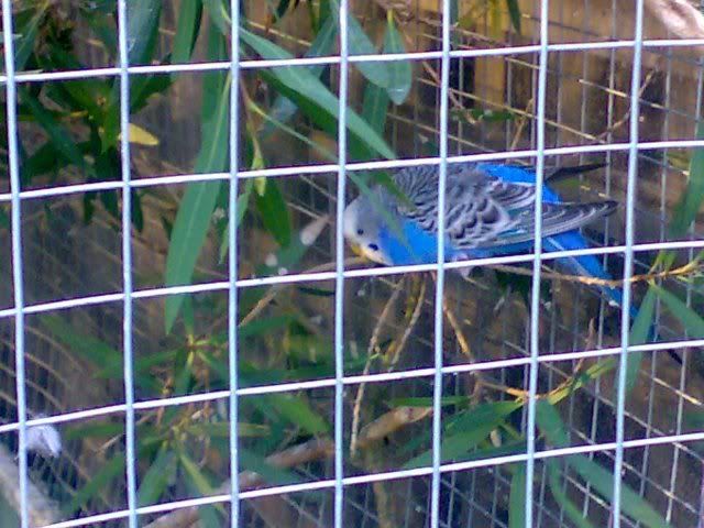birds2.jpg