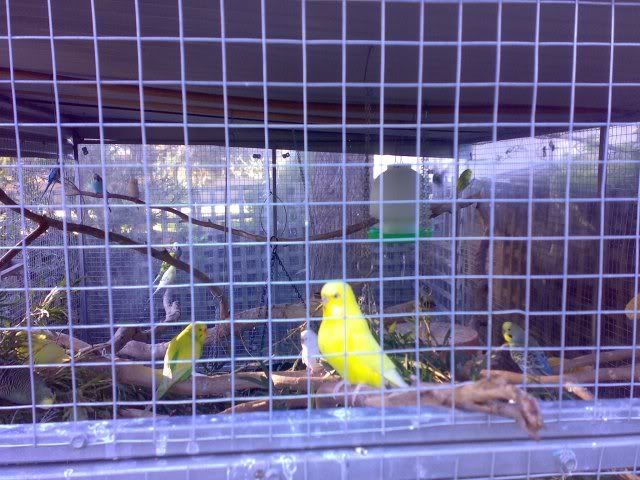 birds4.jpg