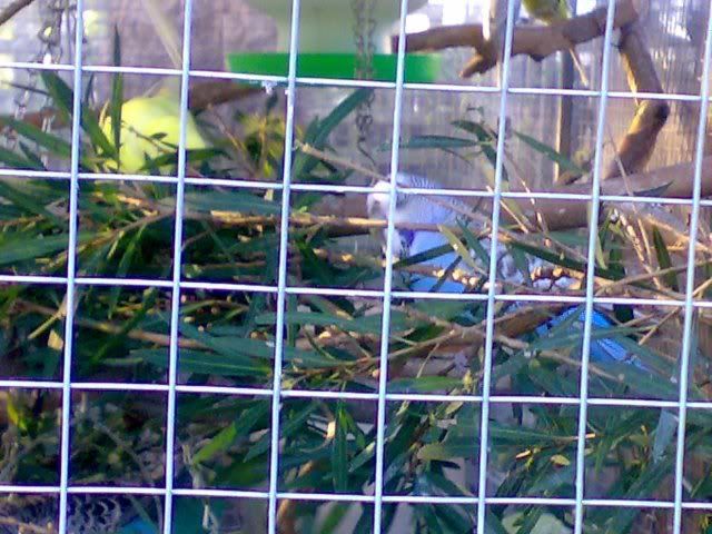 birds5.jpg