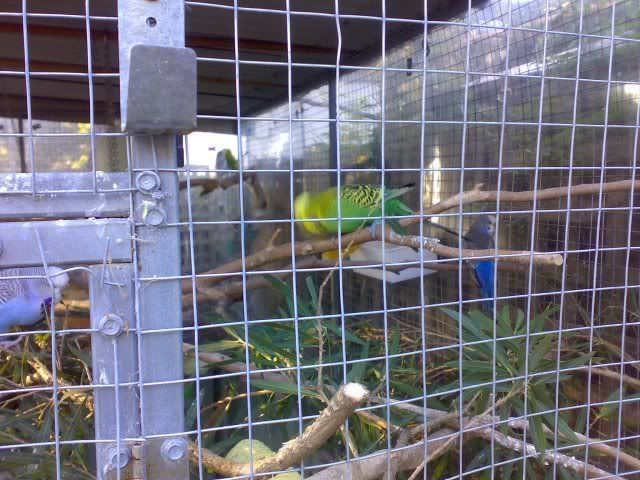 birds6.jpg