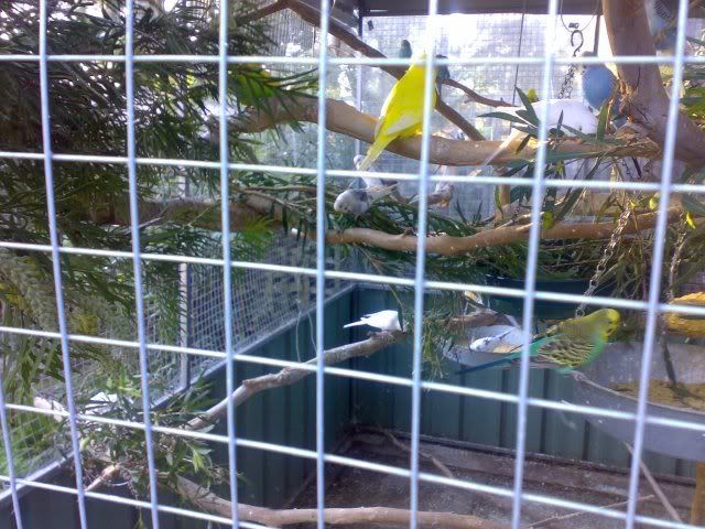 birds7.jpg
