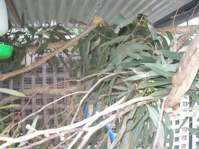 june10aviary3.jpg