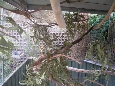 new_aviary_interior_1.jpg