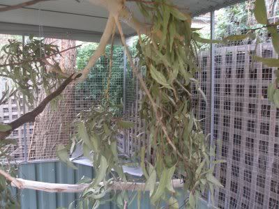 new_aviary_interior_2.jpg