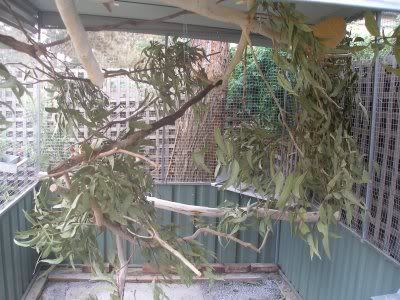 new_aviary_interior_3.jpg