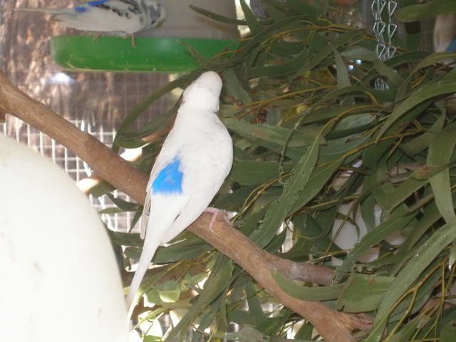 P1010007-1.jpg