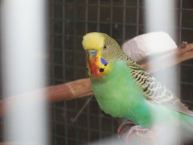 P1010009.jpg
